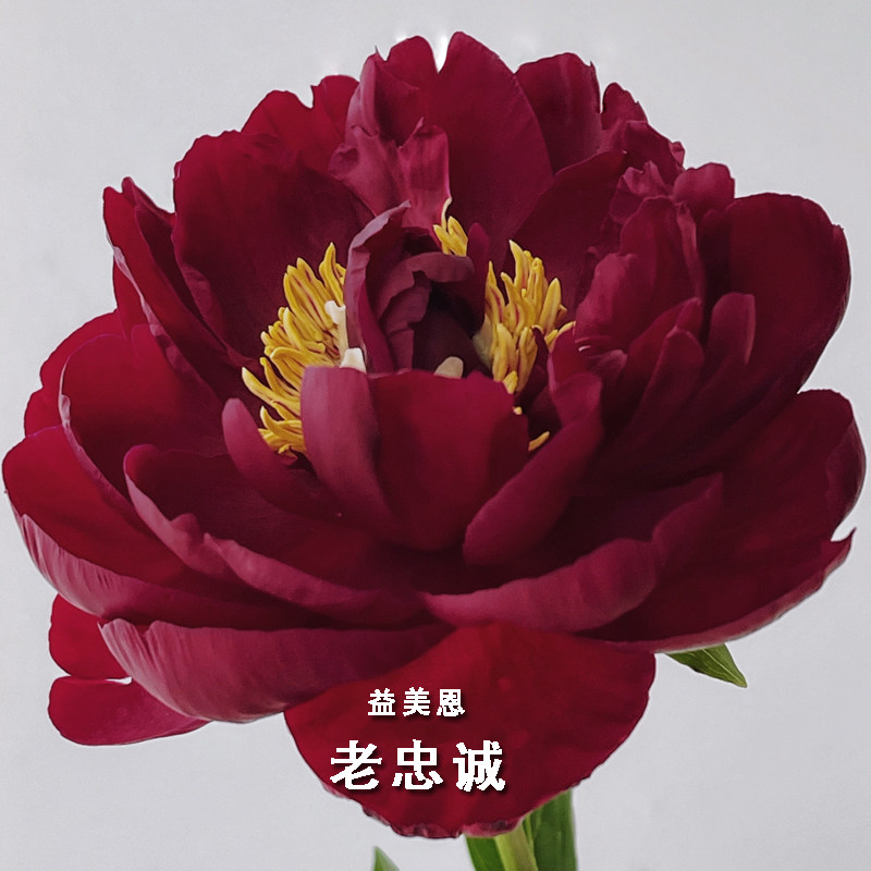 菏泽正宗观赏老忠诚芍药带根多年生重瓣大花绿植庭院盆栽芍药花苗