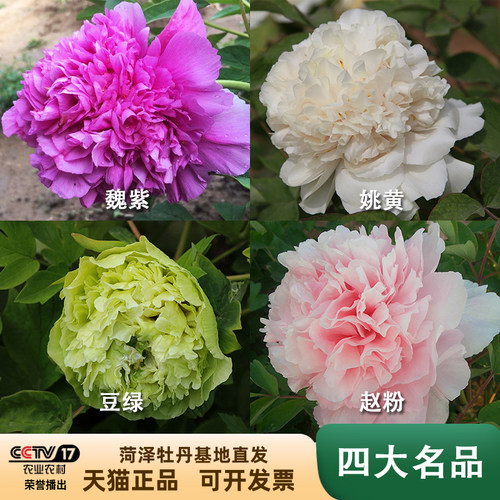 益美恩牡丹木本庭院春季观赏大花