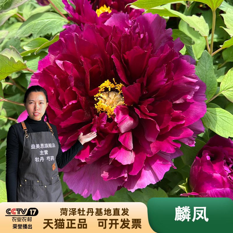 益美恩旗舰店麟凤牡丹花卉菏泽正宗观赏庭院盆栽阳台紫色牡丹花苗