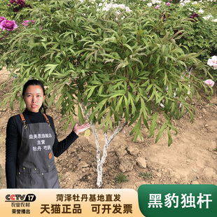 益美恩黑色系黑豹牡丹花苗大苗菏泽正宗观赏重瓣花卉庭院地栽独杆