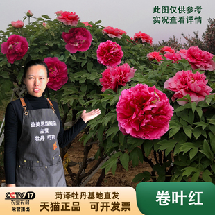 益美恩牡丹花苗大苗菏泽正宗观赏重瓣卷叶红牡丹古树老桩庭院绿植