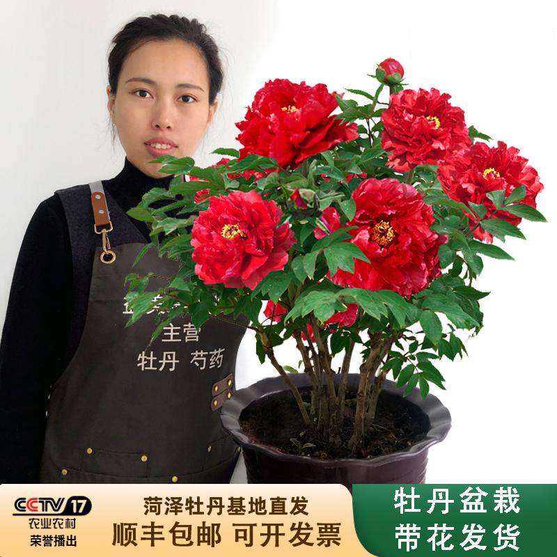 鲜花花卉客厅春节牡丹图片