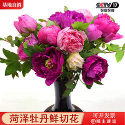 菏泽牡丹花鲜切花基地直发重瓣观赏A级优质鲜花家用水养牡丹鲜花