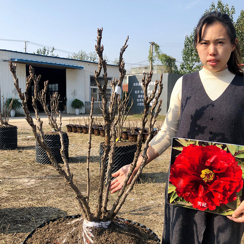芳纪大棵牡丹芳纪丛生菏泽牡丹花苗大苗正宗观赏牡丹王芳纪牡丹树