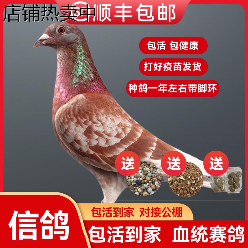 信鸽成绩鸽鸽子活一对信鸽种鸽赛鸽公棚成绩鸽杨阿腾带脚环血统鸽