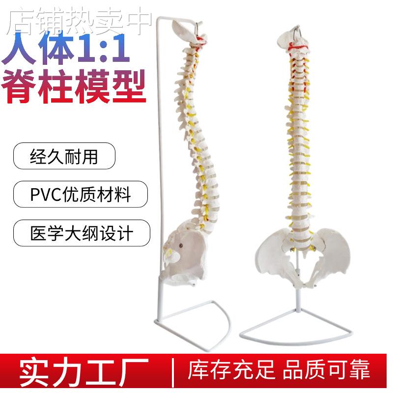 1:1比例人体挂式脊柱带骨盆椎间盘85cm高脊椎带神经 大脊椎模型