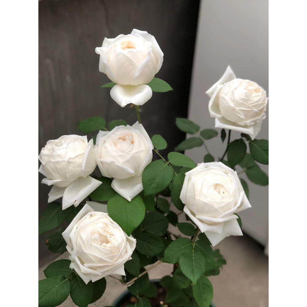大花浓香月季花大苗伊芙婚礼之路白色玫瑰花盆栽阳台多季开花植物