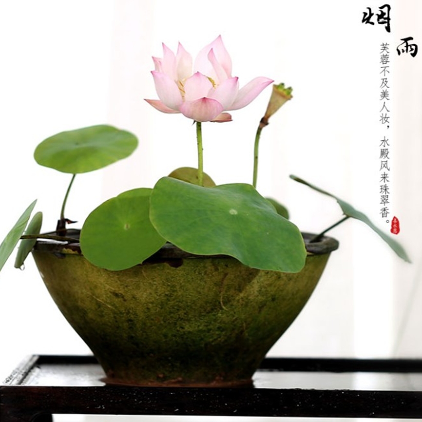 碗莲种藕根水培植物小型荷花苗带花苞迷你小微型碗莲小苗水培植物
