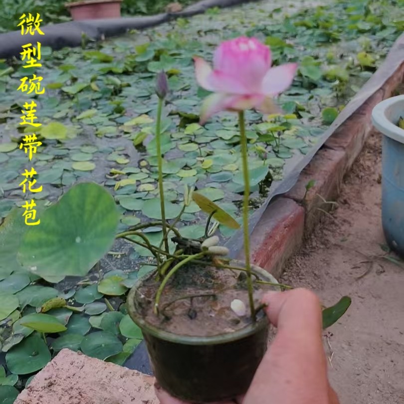 碗莲种藕根茎成品苗带花苞荷花