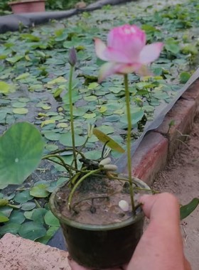 碗莲种藕根茎成品苗带花苞荷花