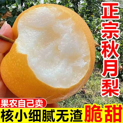 正宗山东秋月梨口感脆甜多汁止咳