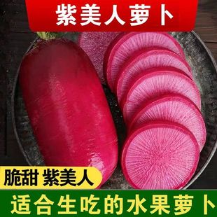 正宗天津小沙窝水果凤梨紫美人萝卜生吃脆甜多汁新鲜蔬菜现拔包邮