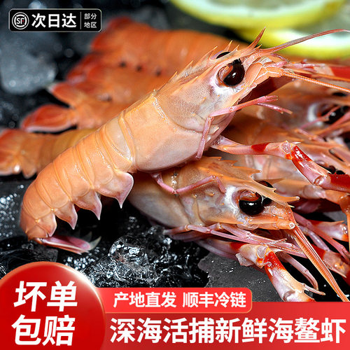 新渔姐东海海鳌虾新鲜鳌虾甜虾日料刺身大号深海海捕船冻国产海鲜