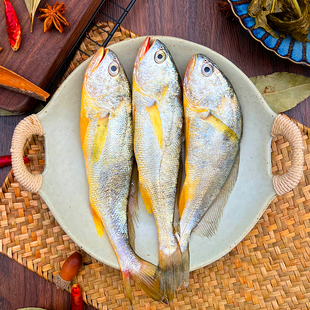 宁波象山无冰深海捕捞黄鱼新鲜小黄花鱼10-11条/斤生鲜水产冷冻