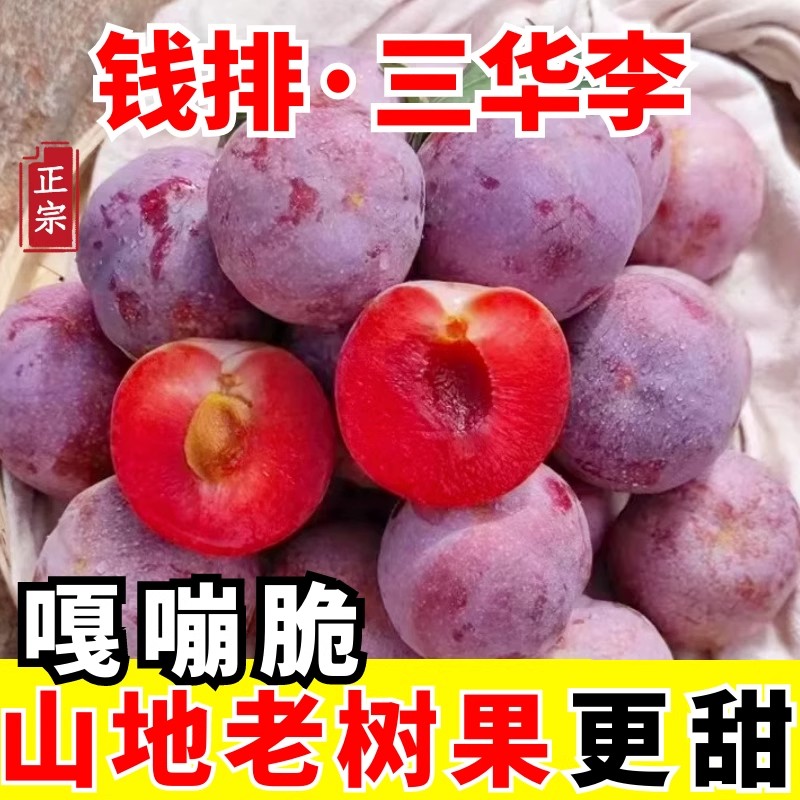 正宗钱排三华李新鲜李子孕妇当季水果现摘钱排红心李大果酸甜脆李