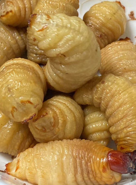 鲜活竹笋虫可食用竹虫高蛋白昆虫养殖椰子虫种苗新鲜宠物钓鱼饵料