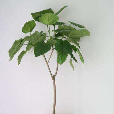 植物私生活 | 韩国风爱心榕爱心大叶片落地观叶植物盆栽净化空z.