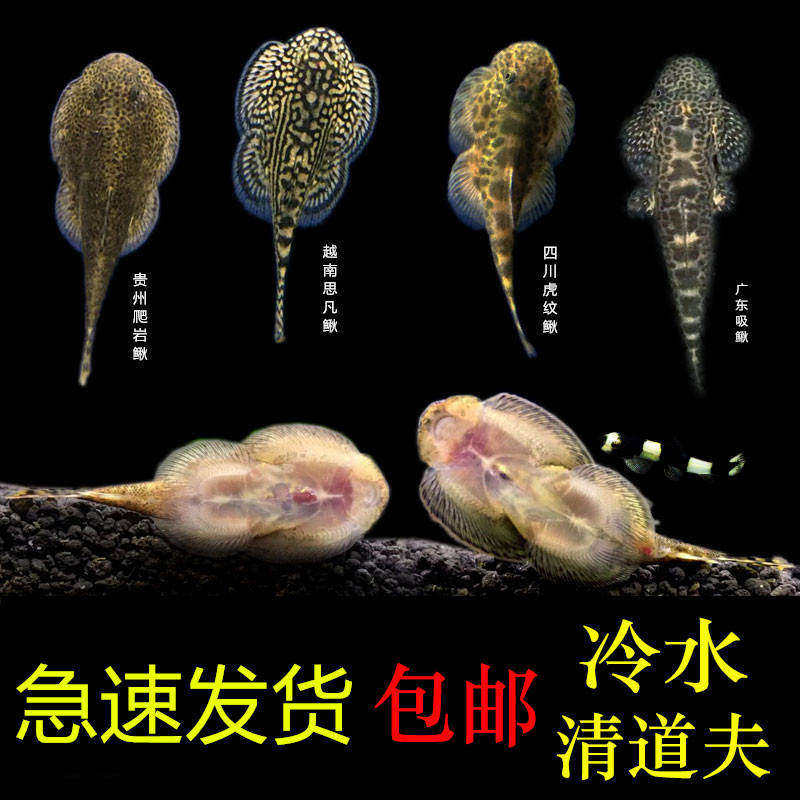 清洁鱼清道夫冷水鱼除藻工具鱼清道夫鱼冷水垃圾鱼淡水龙鱼尖嘴淡