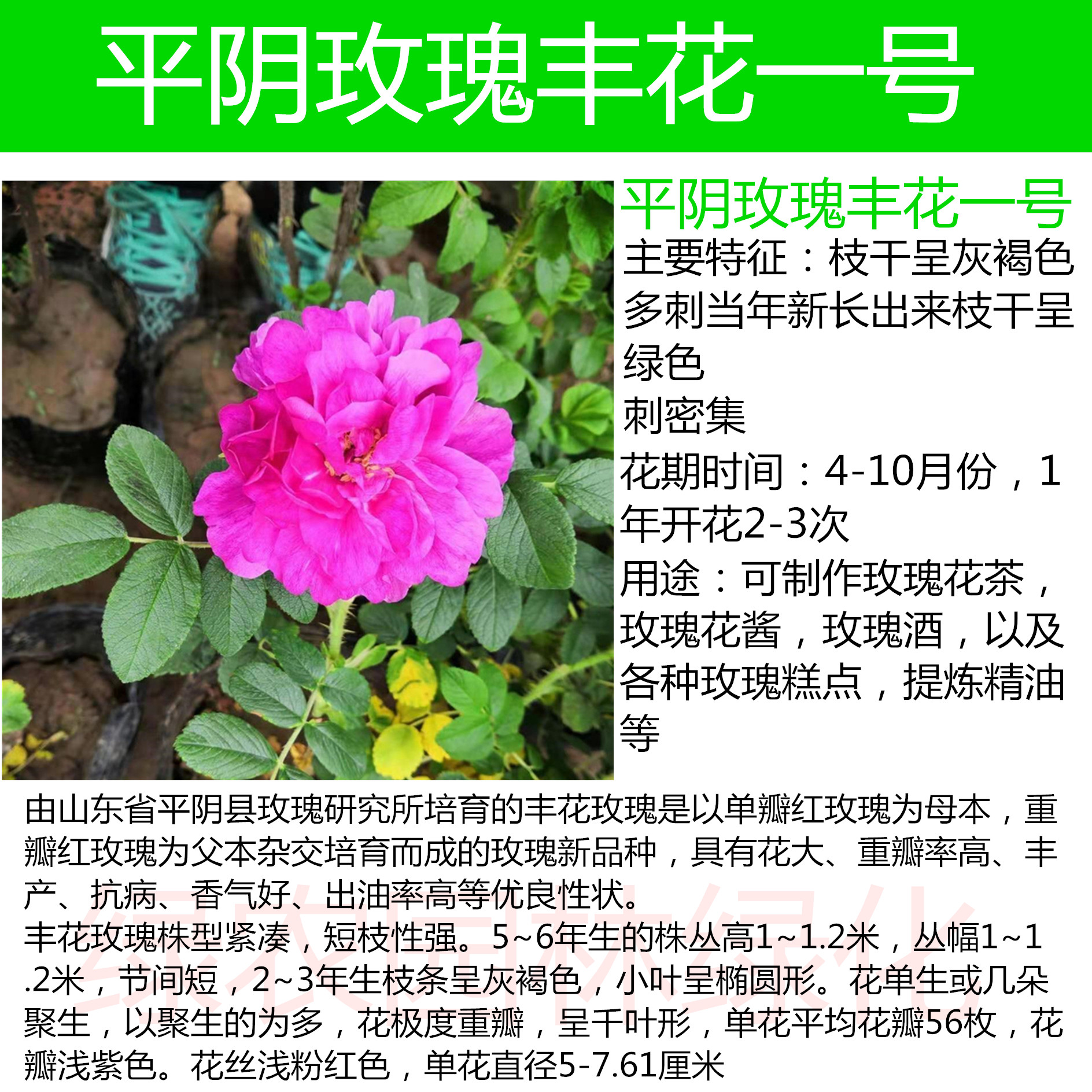 平阴玫瑰丰花一号嫁接苗重瓣食用玫瑰花苗可产玫瑰花茶自用公用