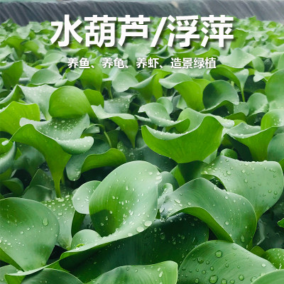 水葫芦水芙蓉水生植物池塘绿化净化水质水浮萍凤眼莲包成活 绿农园林绿化 淘优券