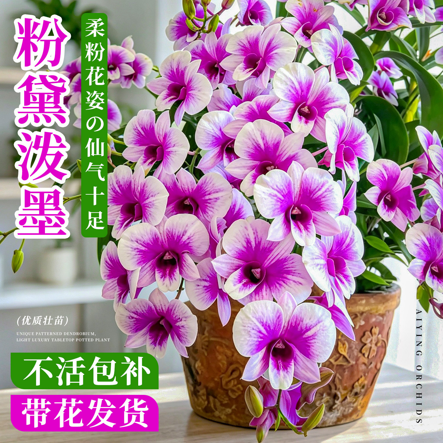 浓香粉黛泼墨秋石斛兰带花苞盆栽图片