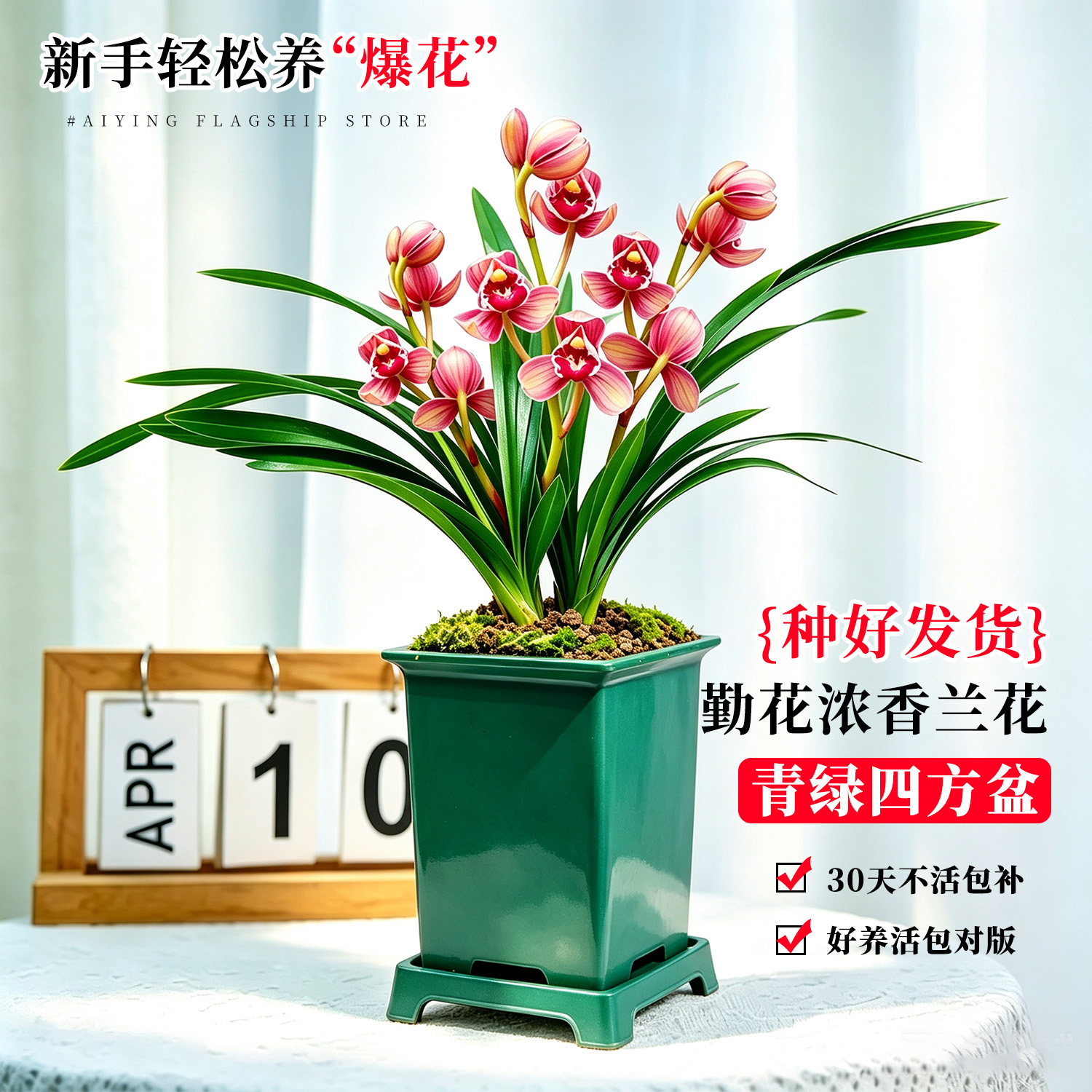 香水兰花苗建兰喜庆红荷带花苞盆栽 高档名贵四季浓香兰草室内花