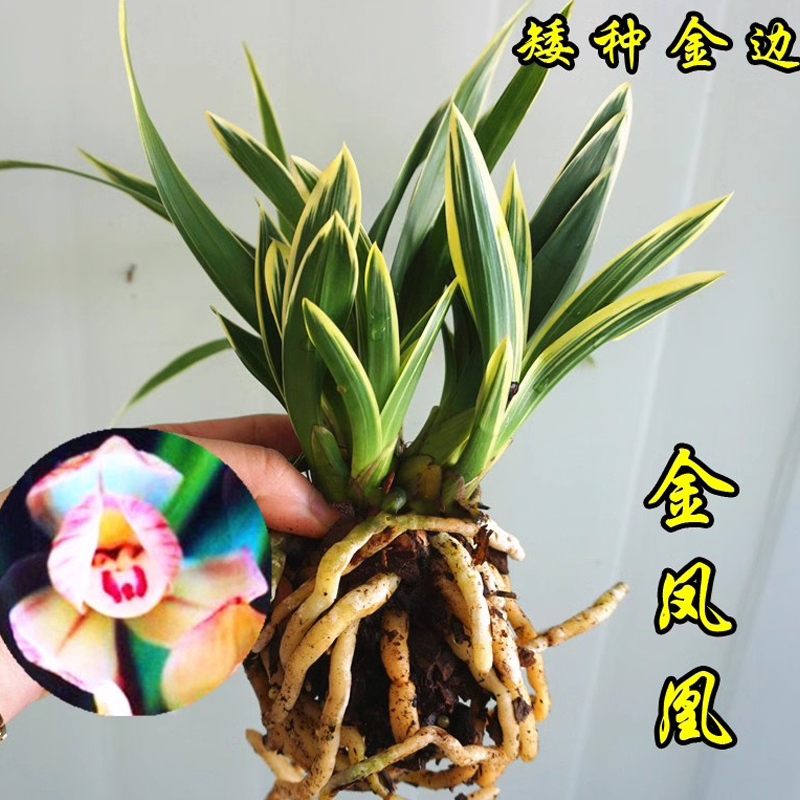 金边矮种金凤凰精品四季兰花