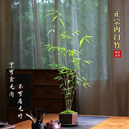 正宗内门竹盆栽好养室内观叶盆景