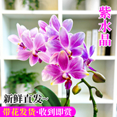 蓝星精品蝴蝶兰紫水晶带花苞盆栽 新款 名贵兰花苗客厅高端鲜花卉