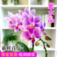 蓝星精品蝴蝶兰紫水晶带花苞盆栽 新款 名贵兰花苗客厅高端鲜花卉