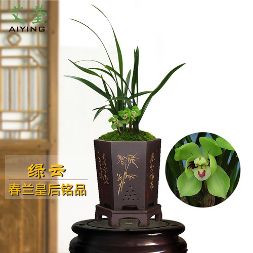 壮苗绿植绿植矮种壮苗盆栽兰花
