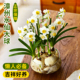艾莹雕刻漳州水仙花种球带花苞单瓣复瓣浓香耐寒室内水培植物花卉