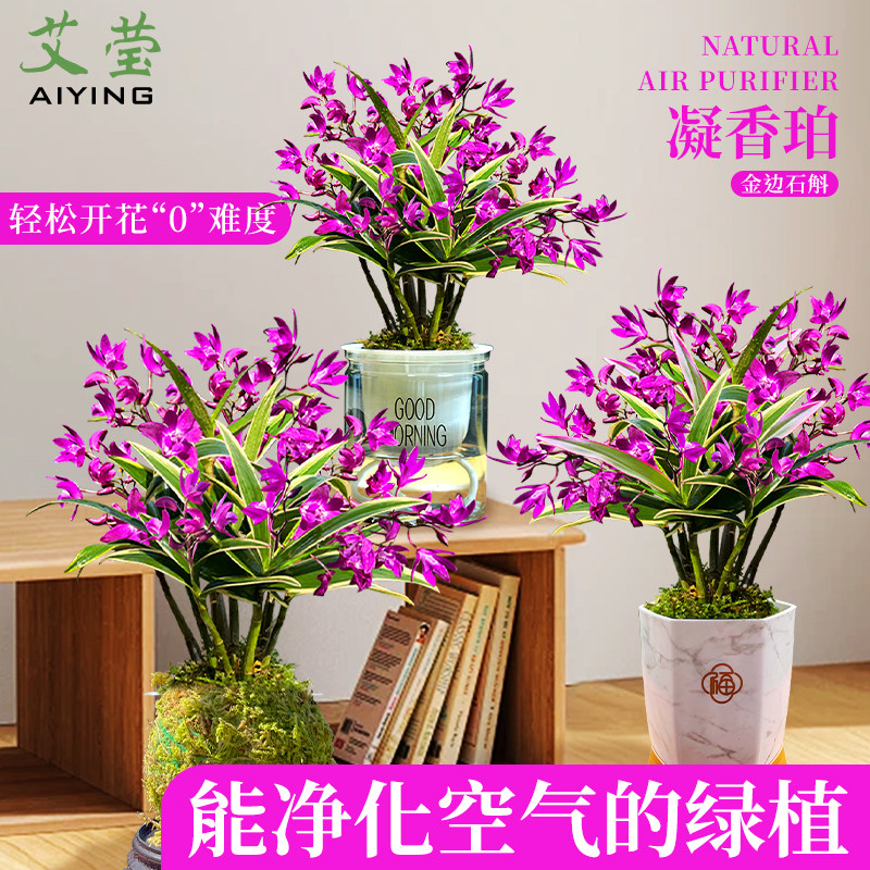 金边香水石斛兰凝香珀兰花苗盆栽送盆水培绿植室内外浓香好养花卉