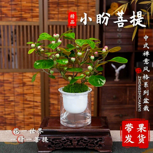 艾莹小盼菩提盆栽客厅绿植花卉懒人好养办公室内工位桌面花卉盆景