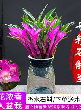七彩香水石斛兰花四季兰好养绿植浓香型石斛改善睡眠绿植净化空气