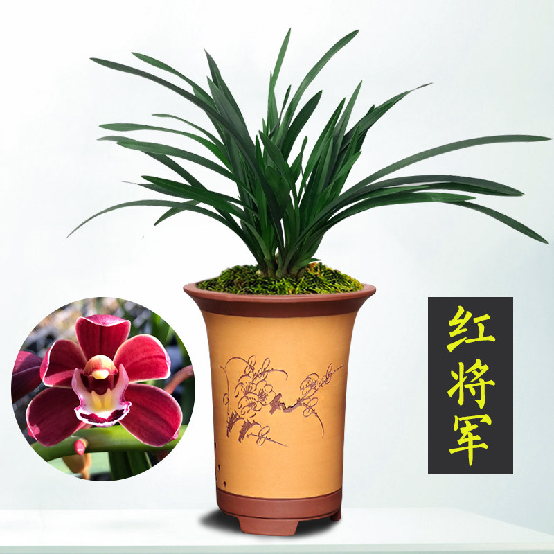 艾莹兰花 红将军 建兰四季兰红花浓香兰花苗室内阳台花卉盆栽绿植