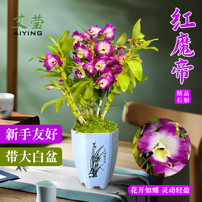 艾莹红魔帝石斛兰新手友好