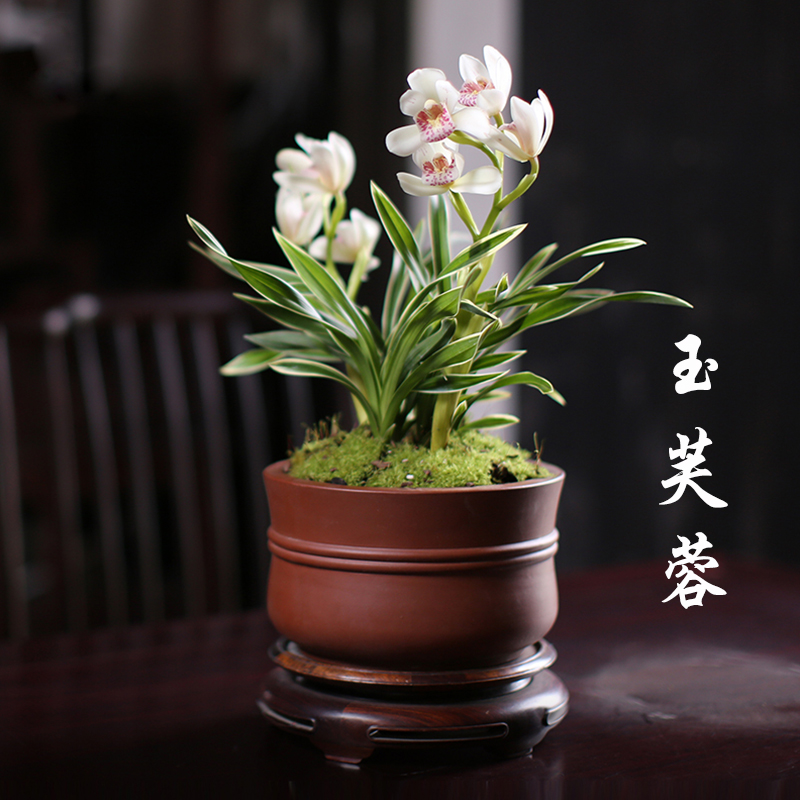 矮种矮种浓香型办公桌大花蕙兰