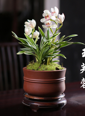 艾莹兰花苗 大花蕙兰金边兰玉芙蓉 冬带花苞矮种浓香型办公桌花卉