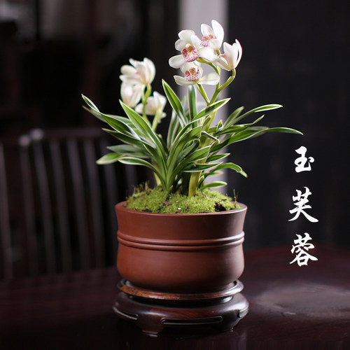 矮种矮种浓香型办公桌大花蕙兰