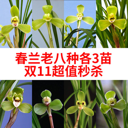 刘阁兰花苗 双11秒杀春兰老八种组合钜惠冬带花苞高档兰花卉盆栽