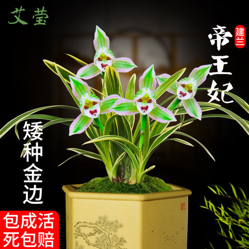 有香味兰花苗矮种帝王妃四季