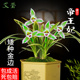 有香味 兰带金边艺浓香型室内外盆栽 四季 兰花苗 建兰矮种帝王妃