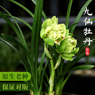 艾莹兰花苗 春兰奇花精品九仙牡丹 现带花苞好养室内阳台花卉盆栽