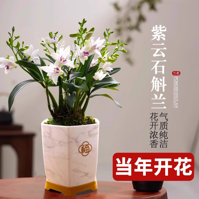 紫云石斛兰花盆栽冬带花苞
