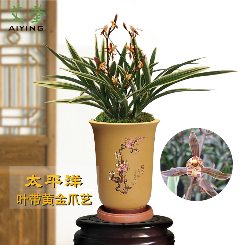 艾莹兰花苗太平洋墨兰报岁兰冬带花苞出售室内外阳台绿植花卉盆栽