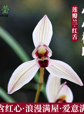 莲瓣兰荷瓣精品心心相印兰花苗