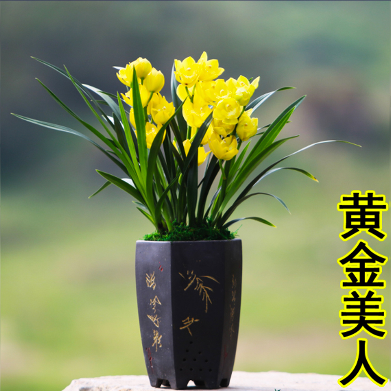 超香名贵兰花【金玉满堂】浓香大花朵盆栽室内花卉建兰绿植文心兰