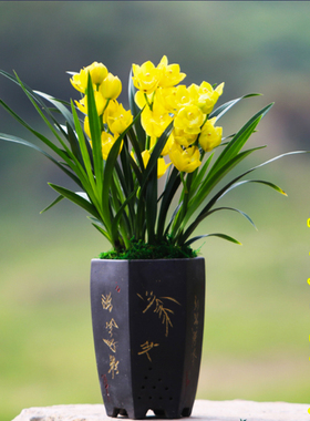 超香名贵兰花【金玉满堂】浓香大花朵盆栽室内花卉建兰绿植文心兰