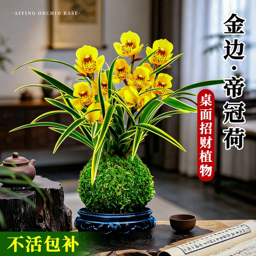 矮种金边水培名贵兰花帝冠荷浓香